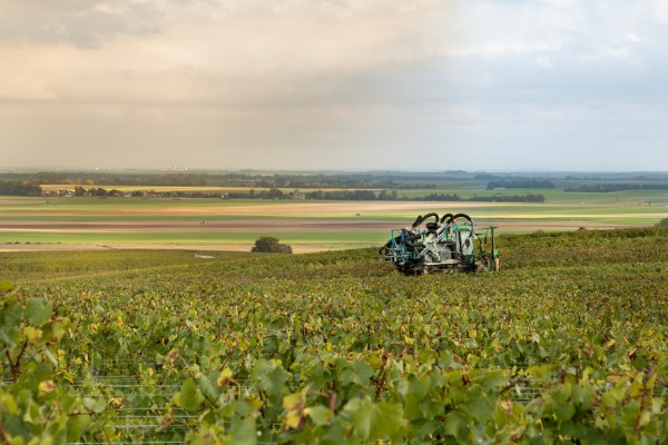 Les résidus phytos d'un vin prédits dès le traitement