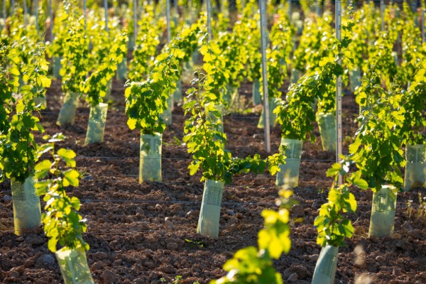 14 porte-greffes pour le vignoble méditerranéen