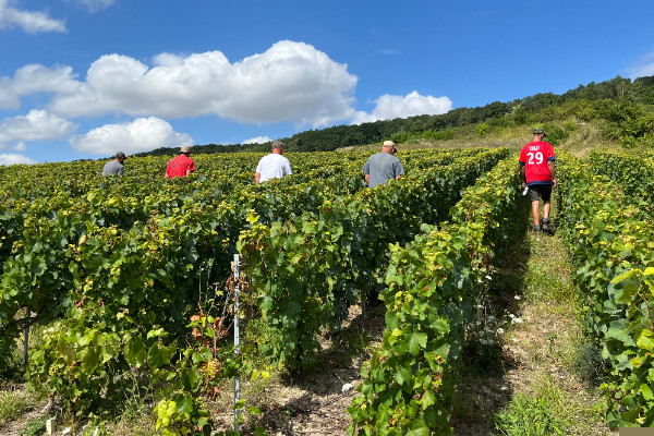 Flavescence dorée explosive x11 et vignerons offensifs pour 100 % de prospection et d'éradication