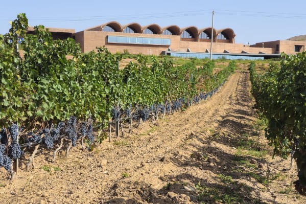Treasury Wine Estates achète son premier domaine chinois à un œnologue bordelais