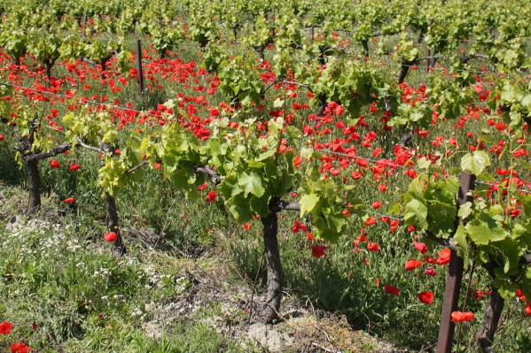 Les préparations biodynamiques pas plus bénéfiques à la vigne que ça