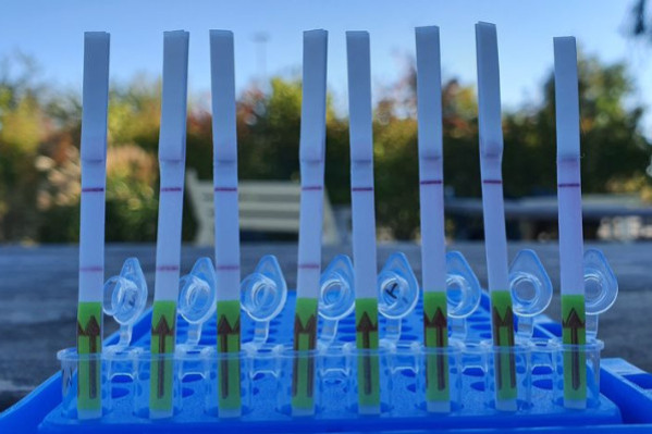 La flavescence dorée détectée en 2 h dans les vignes