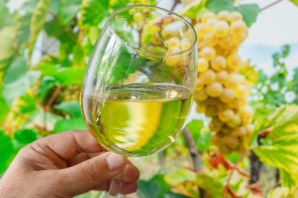 Washing grapes reduces copper but does not affect aromas in the wine