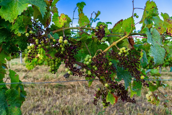 Un distributeur pour le nouvel antimildiou prometteur à la vigne