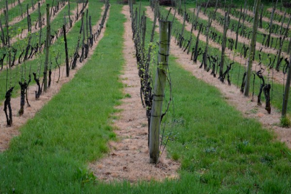 Le glyphosate entre les mains de la Cour de Justice de l’Union Européenne