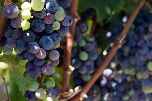 Comment améliorer la teneur en azote du moût par la fertilisation foliaire