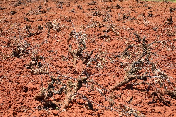'L’Europe reparle vraiment d’arrachage de vignes, on sort enfin de l’ambiguïté'