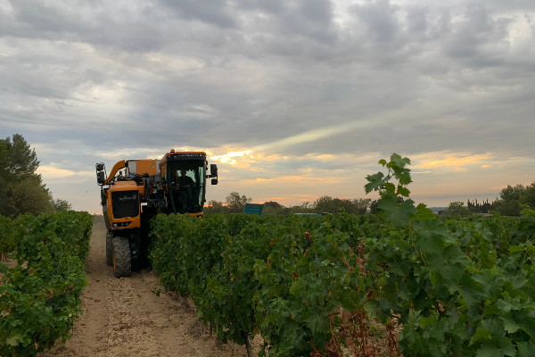 58 % du vignoble occitan perd de l'argent