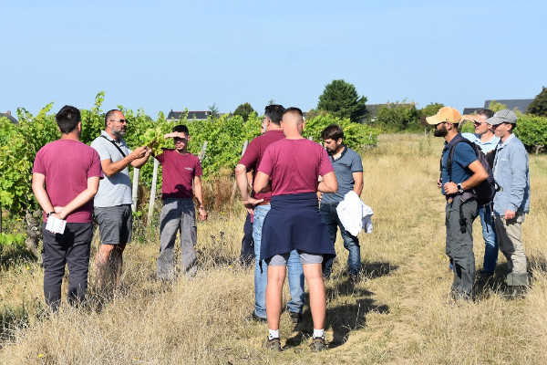 La flavescence dorée mobilise le vignoble d'Anjou-Saumur