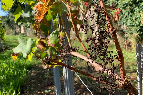 Les microalgues tiennent la comparaison avec la bouillie bordelaise contre le mildiou sur vigne