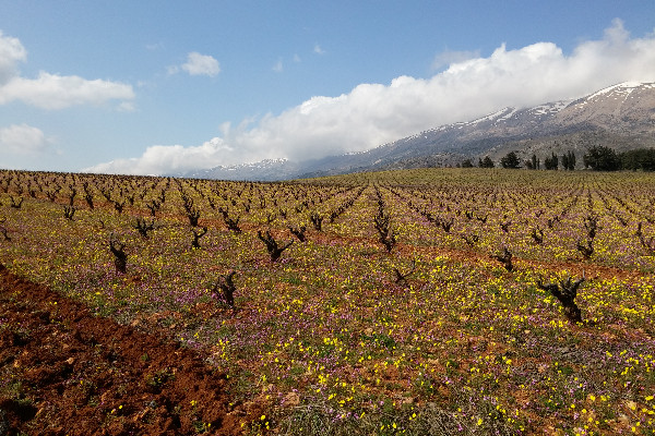 300 ha à tailler entre deux guerres, une leçon de vigne libanaise