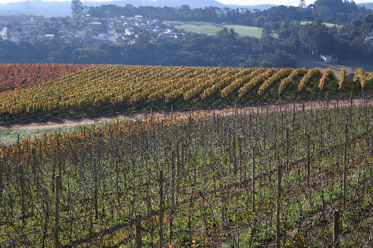 Au Brésil, les vins d’hiver : un luxe expérimental