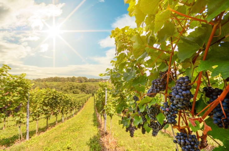 Les vins australiens en crise et en recherche de solutions tout azimut : prime au 