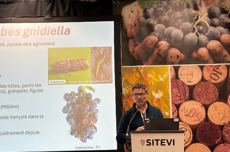Bacillus thuringiensis pour lutter contre cryptoblabes dans les vignes bios