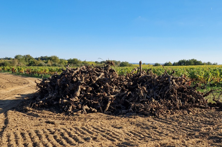 En Anjou, l’arrachage de vignes n’est plus tabou : 