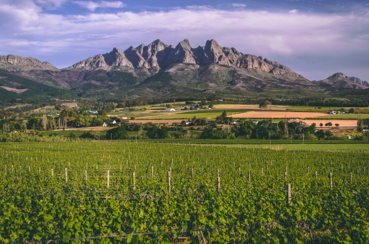 Plus de production et d’importation, les vins sud-africains augmentent leur compétitivité