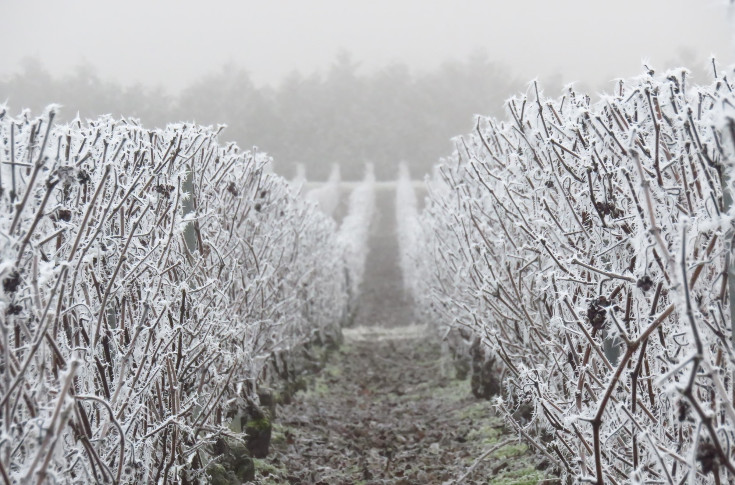 Retraite maintenue pour les 4 855 bailleurs francs du vignoble champenois