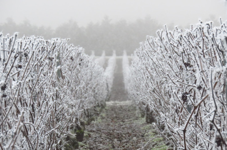 Champagne’s 4,855 sharecropping landowners get to keep their pensions