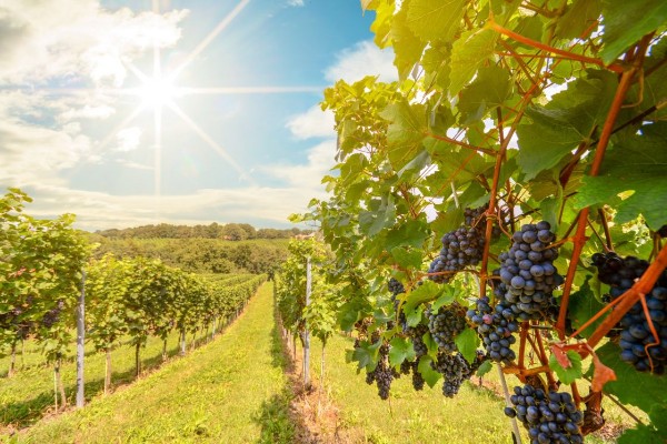 Les vins australiens en crise et en recherche de solutions tout azimut : prime au 'repos forcé', diversification des profils...
