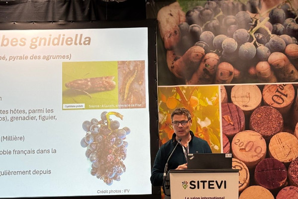Bacillus thuringiensis pour lutter contre cryptoblabes dans les vignes bios