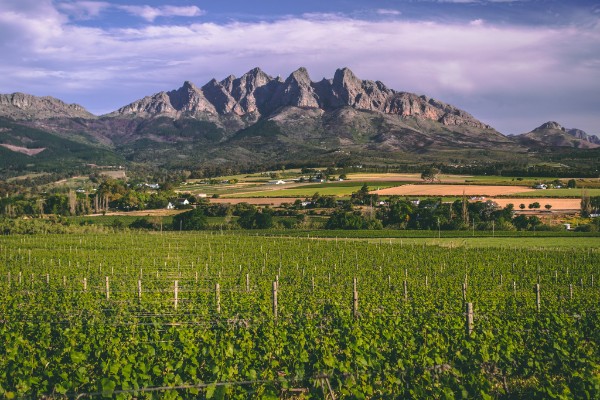 Plus de production et d’importation, les vins sud-africains augmentent leur compétitivité
