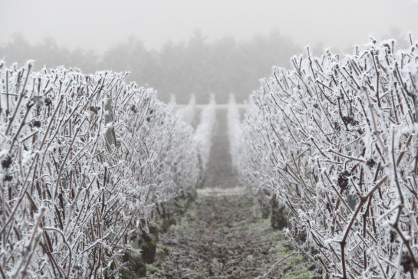 Champagne’s 4,855 sharecropping landowners get to keep their pensions
