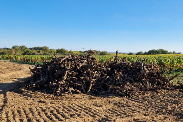 Vine pulls are no longer a taboo subject in Anjou: &ldquo;We need to think about this not just quickly, but very quickly&rdquo;