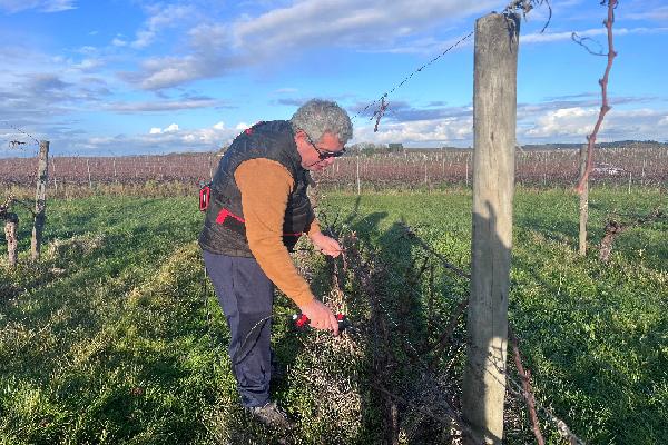 Ce vigneron bordelais a lancé sa propre méthode de taille pour gagner du temps tout en assurant le rendement
