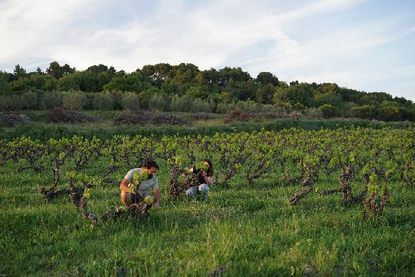 'Nous avons choisi le vin et la passion' De jeunes vignerons continuent de s'installer en dépit du contexte