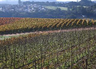 Au Brésil, les vins d’hiver : un luxe expérimental