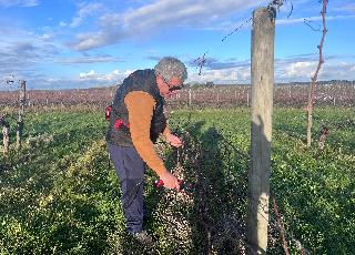 Ce vigneron bordelais a lancé sa propre méthode de taille pour gagner du temps tout en assurant le rendement