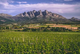 Plus de production et d’importation, les vins sud-africains augmentent leur compétitivité