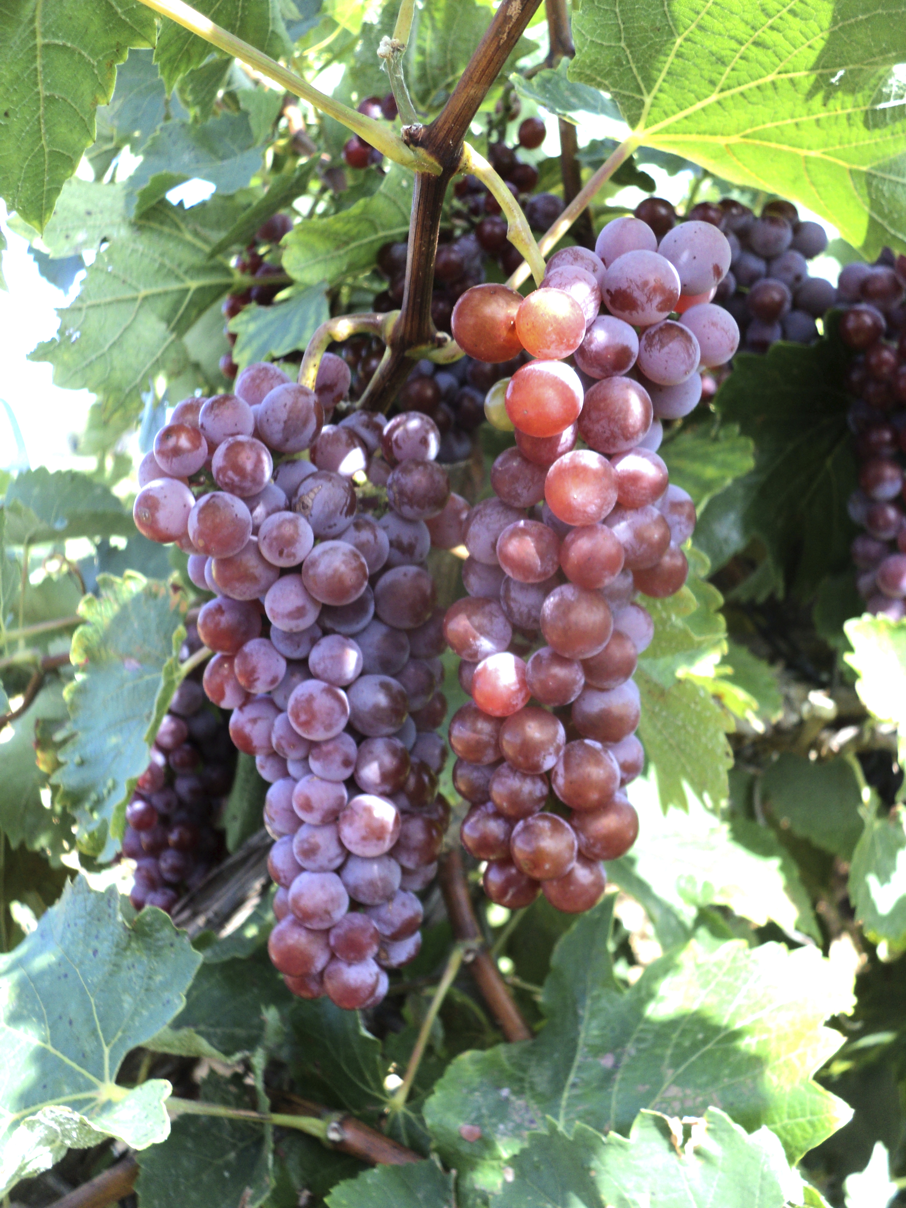 souvigniergris.JPG souvigniergris.JPG