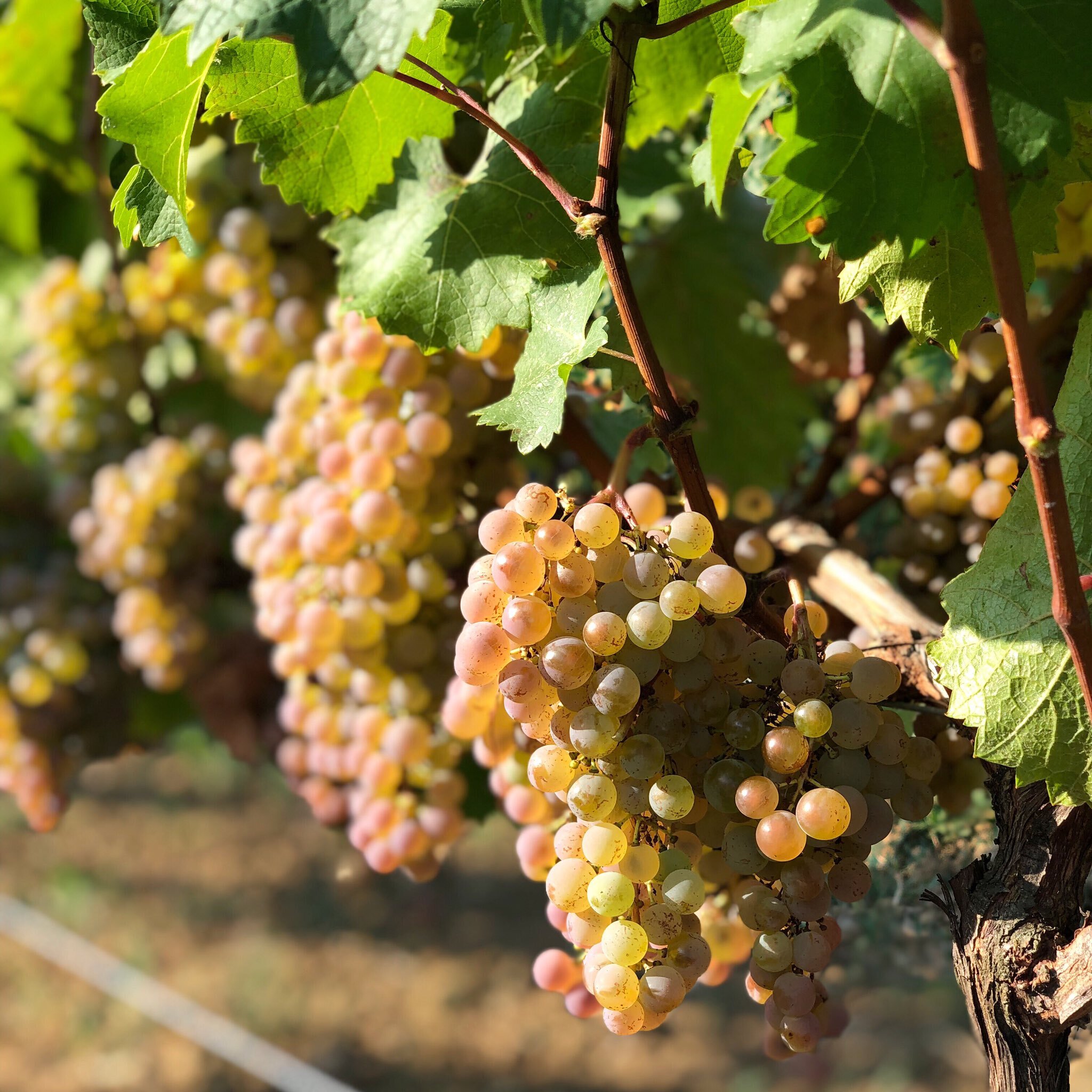 2019-Cal6-04-PhotoDucourt.jpg 2019-Cal6-04-PhotoDucourt.jpg