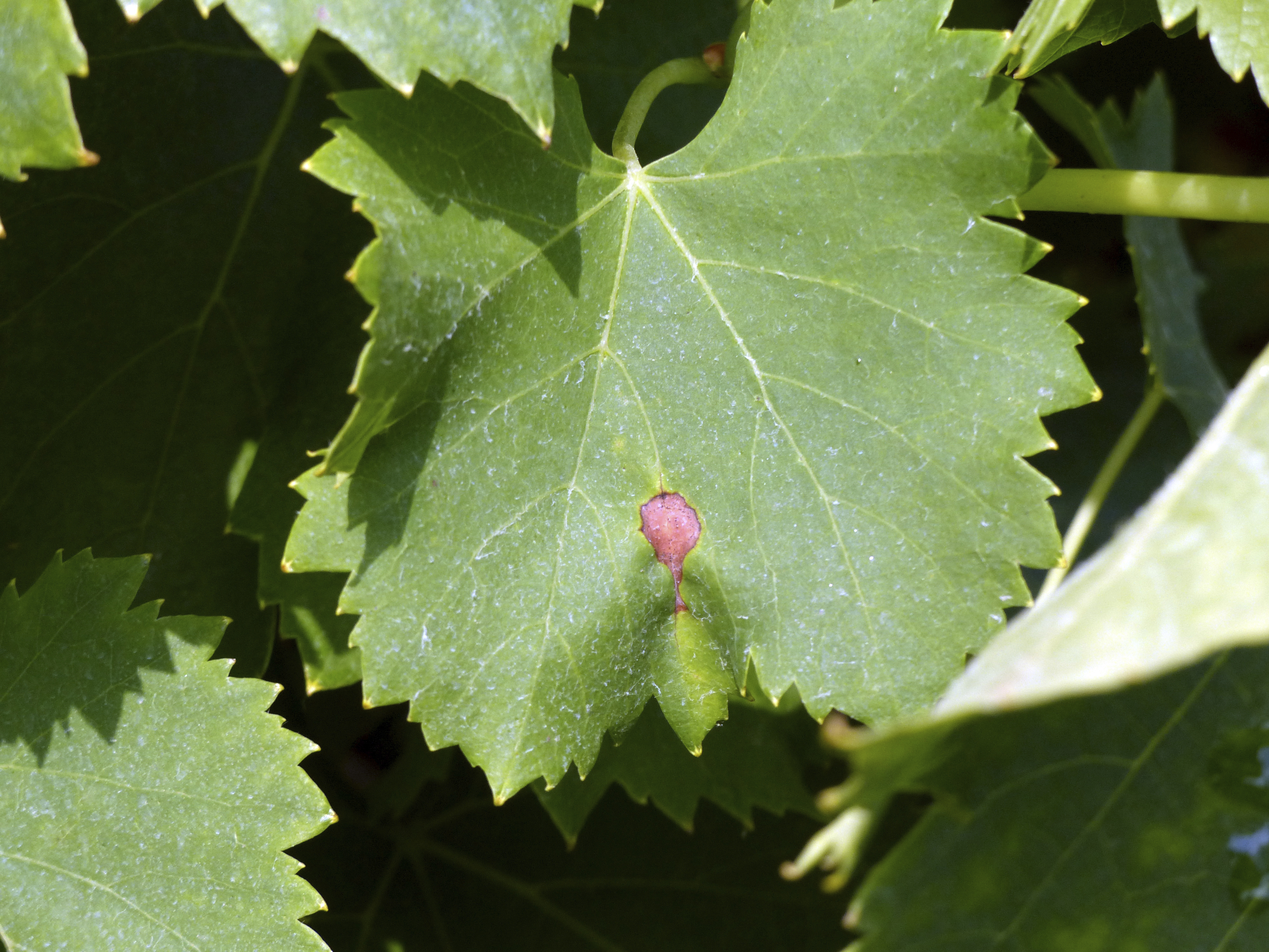 black-rot.jpg black-rot.jpg