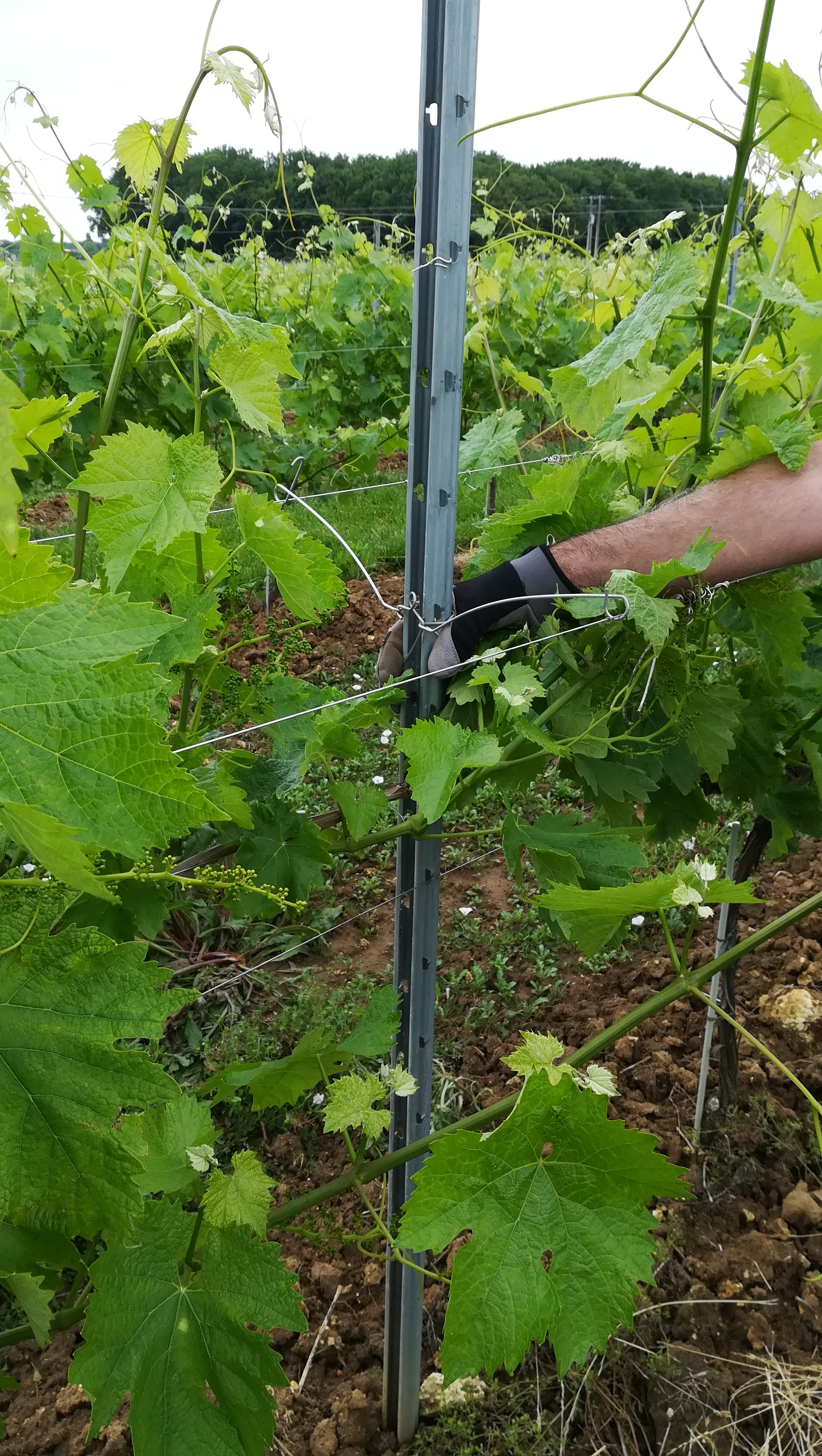 IMG_20210603_093445.jpg IMG_20210603_093445.jpg