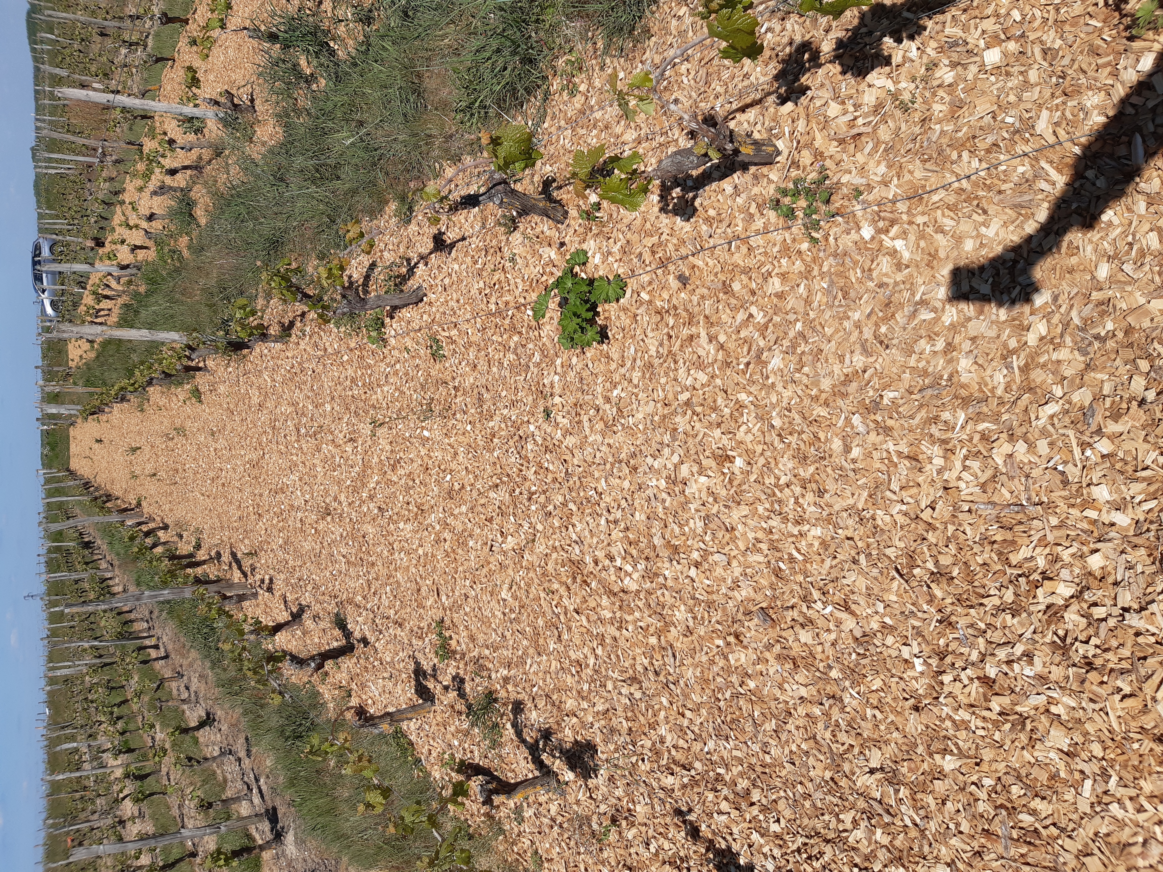 ElodieJaumephoto.jpeg ElodieJaumephoto.jpeg