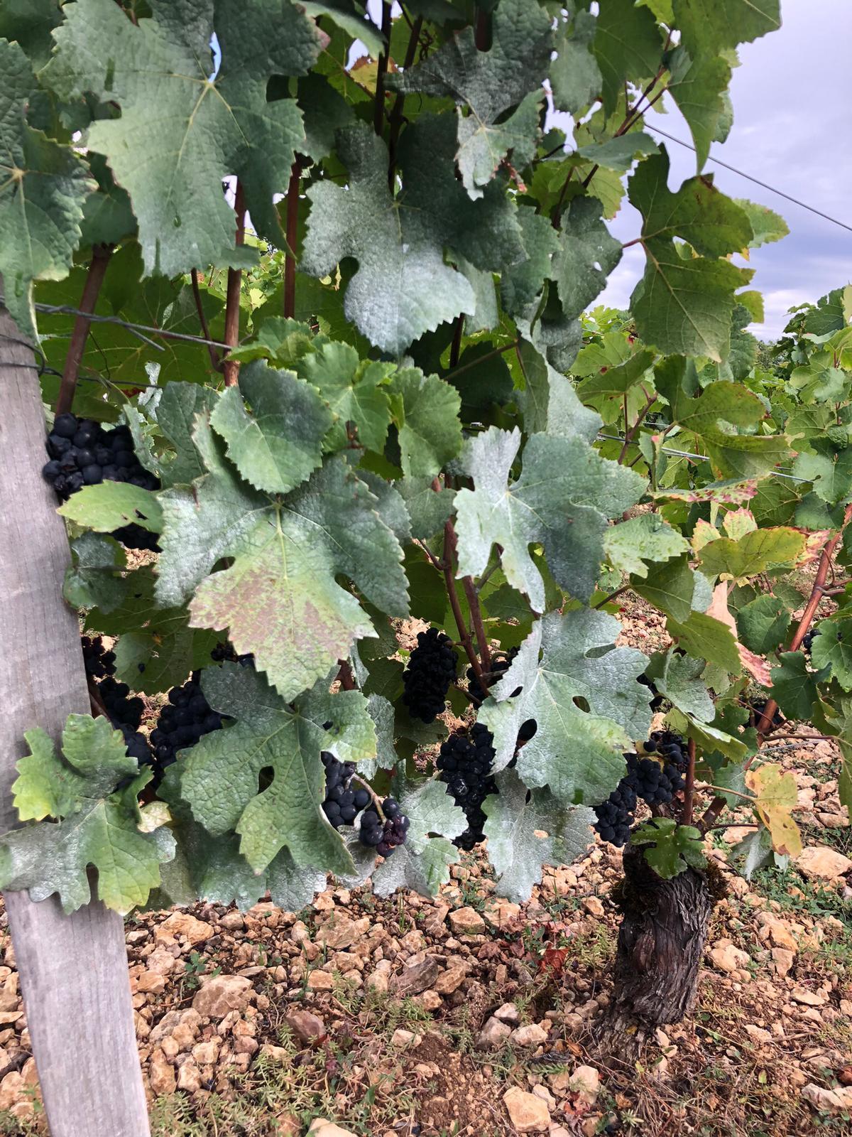 IMG-20221026-WA0025.jpg IMG-20221026-WA0025.jpg