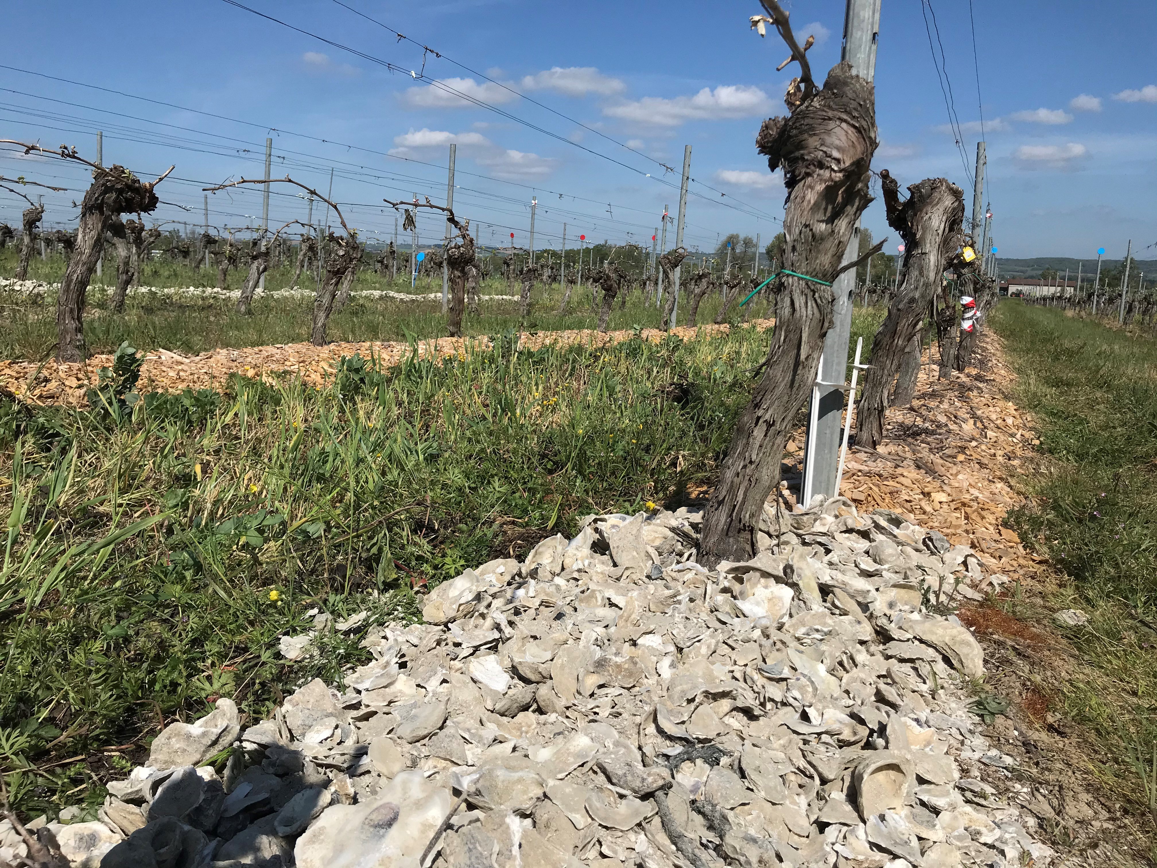 essaisIFVVitimulch2.jpg essaisIFVVitimulch2.jpg