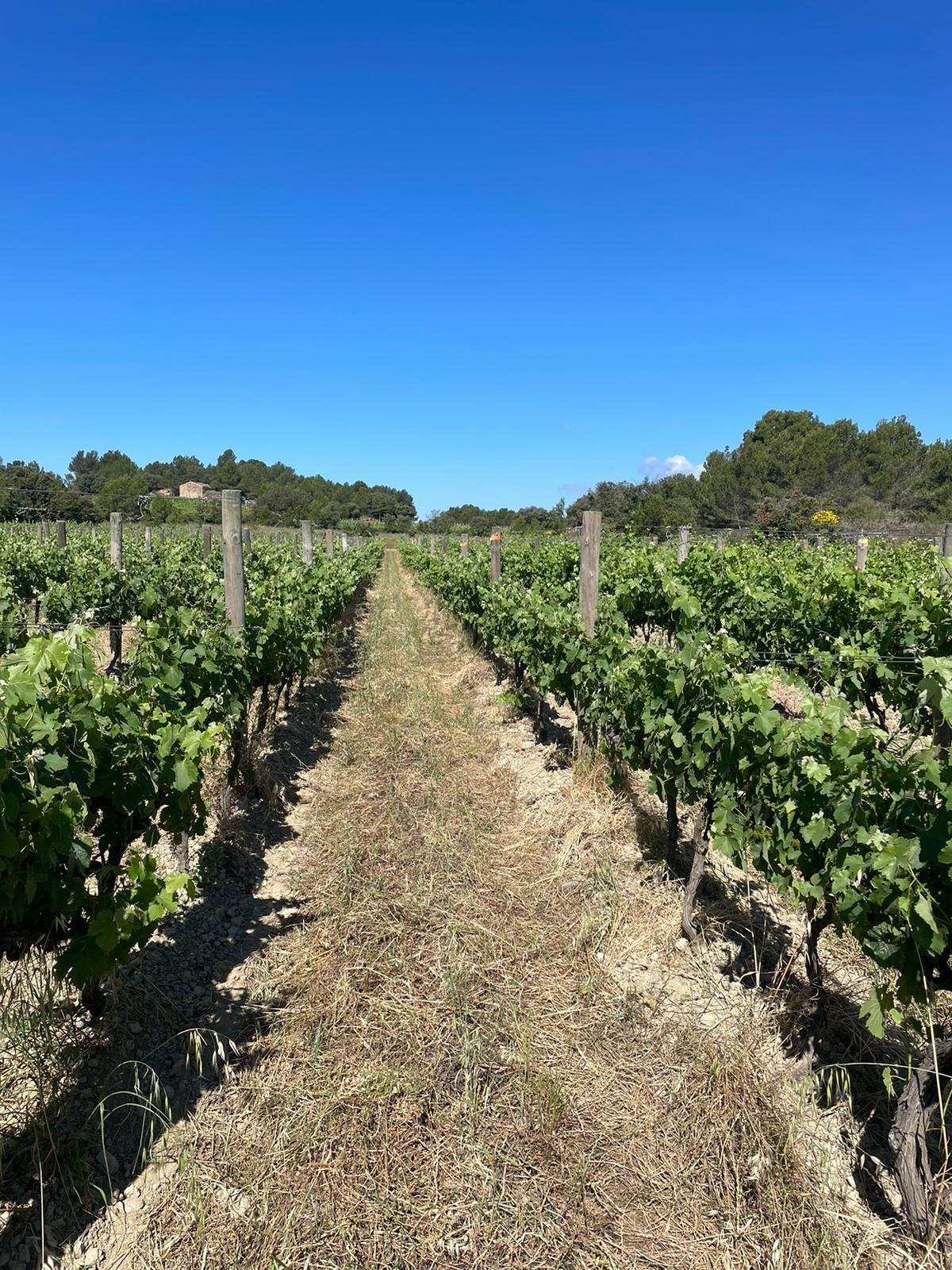 Vigne_couverts_roulage_precoce.jpeg