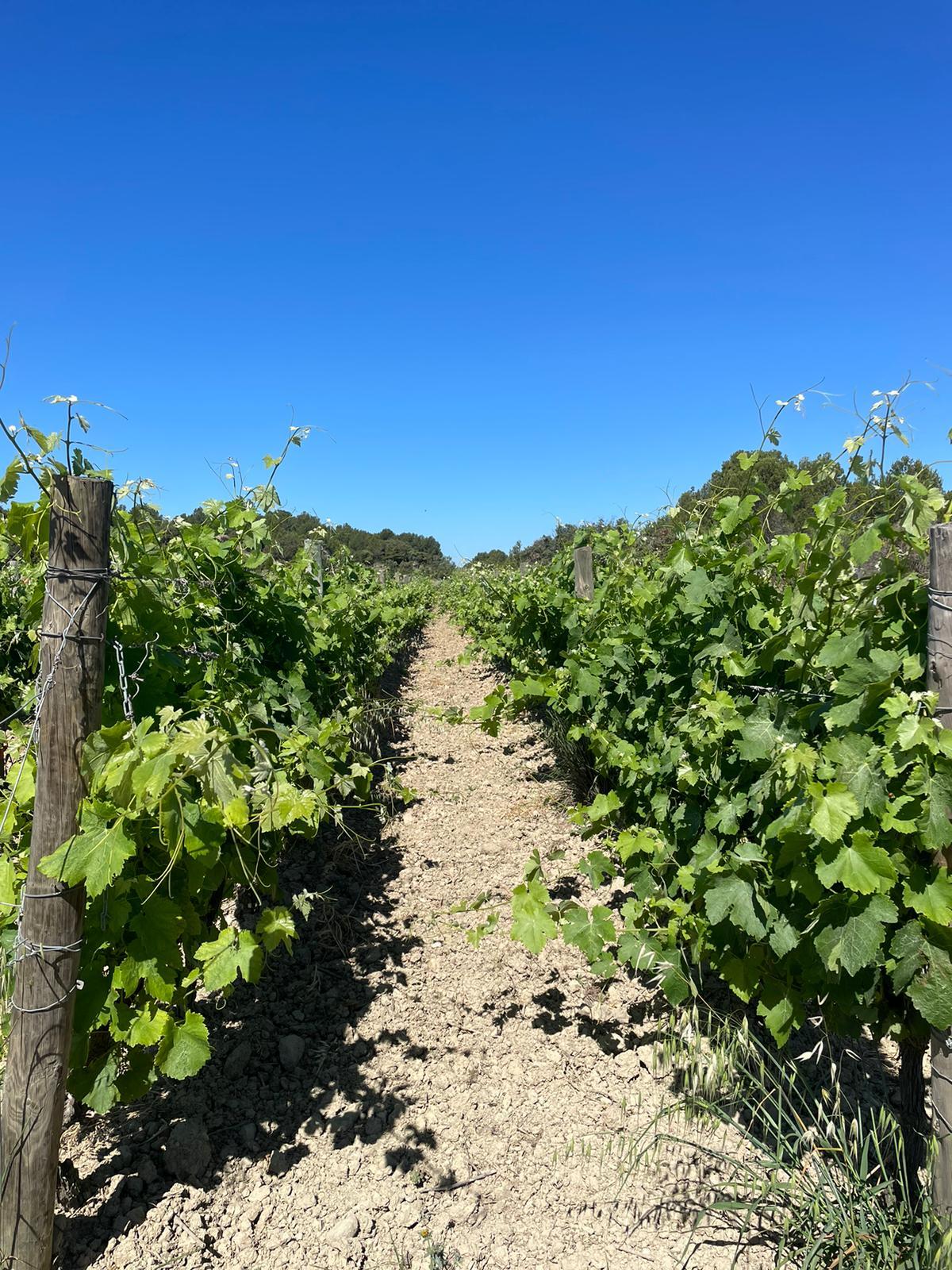Vigne_couverts_disque_tardif.jpeg