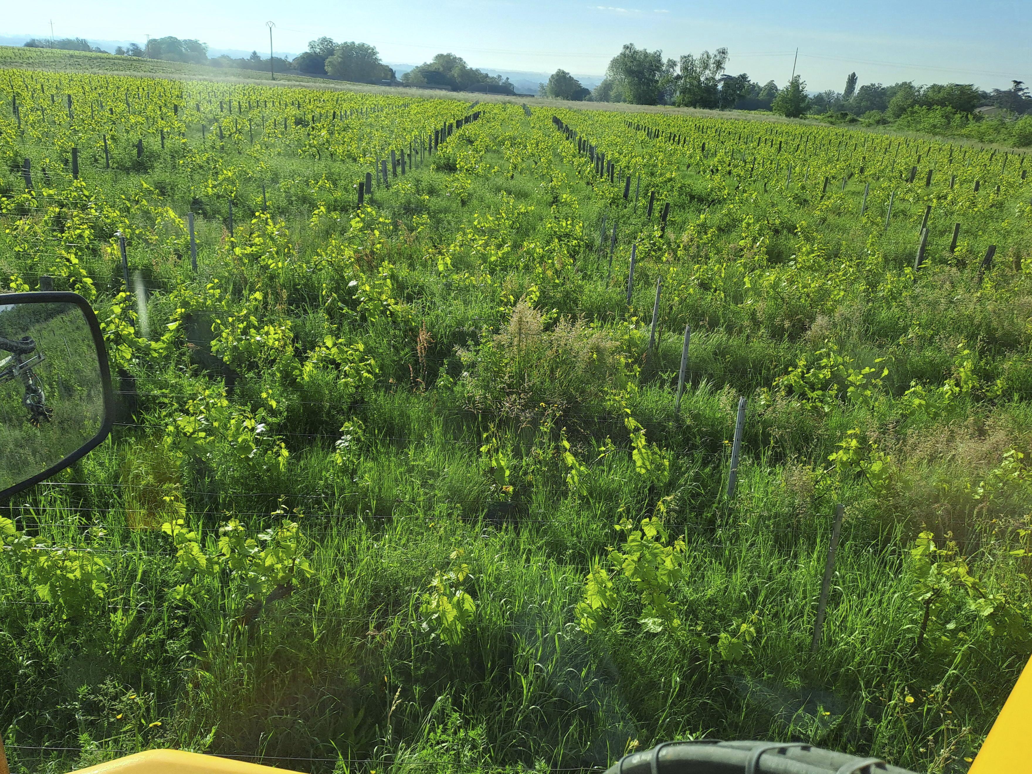 PierrickThiEbautLesArbillonsphotolorsquelevignobleaEtEprisparl_herbe..jpeg