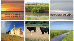 Jeanjean lance le rosé de Grande Camargue