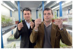 Les pépinières MERCIER reçoivent le Trophée Territoire Innovation Pays de la Loire pour le Clean Plant