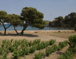 Cazes rachète les Clos de Paulilles