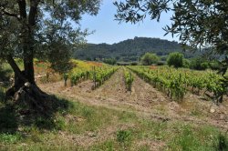 Domaine de l'Olivette : une remarquable distinction