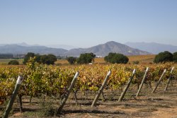 A DIJON, DU 30 OCTOBRE AU 3 NOVEMBRE, LE SALON VINIDIVIO METTRA A L'HONNEUR LES VINS DU CHILI