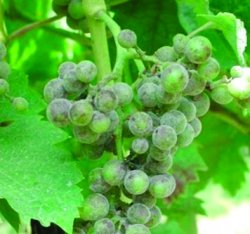 <div style='color:#ad1922;font-size:0.8em'>Lutte contre l’oïdium de la vigne </div>Oïdium : jusqu’à 60 % de perte de poids à la récolte