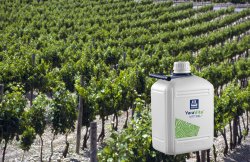 Climat, parasites : Une vigne plus résistante aux stress