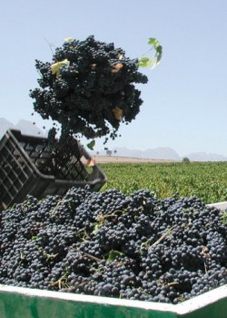 Qualité du raisin et des moûts